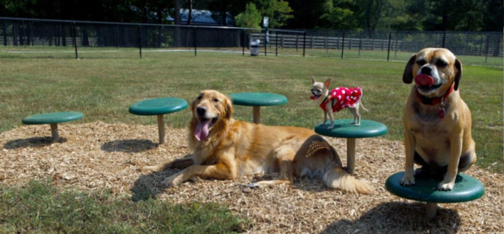 Agility Equipment